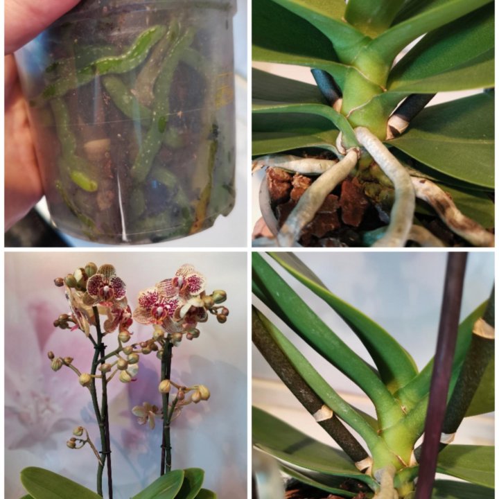 Орхидея фаленопсис, Мультифлора