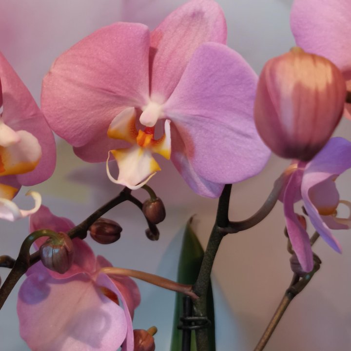 Орхидея фаленопсис, Мультифлора