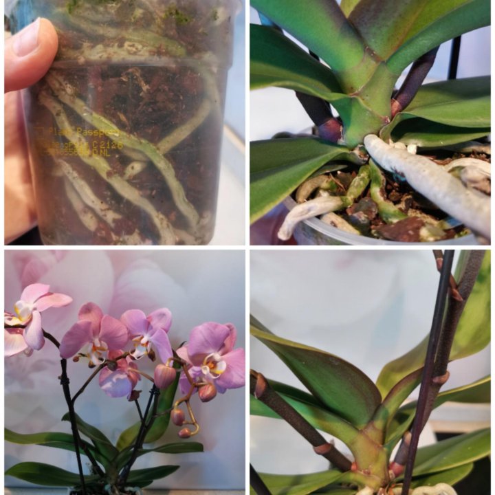 Орхидея фаленопсис, Мультифлора