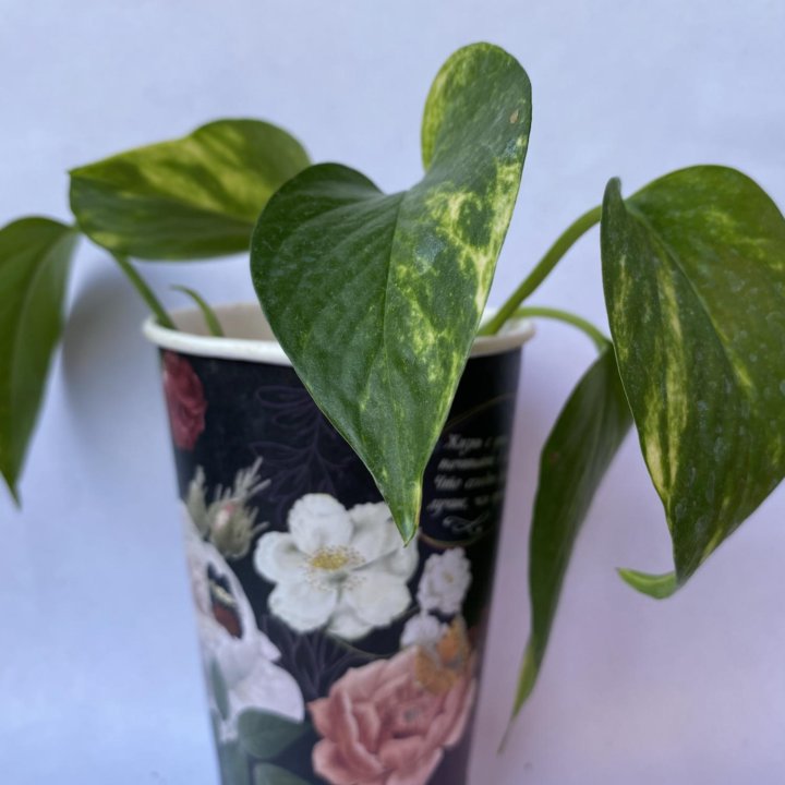 Сциндапсус/Scindapsus (Epipremnum) 'Aureum'