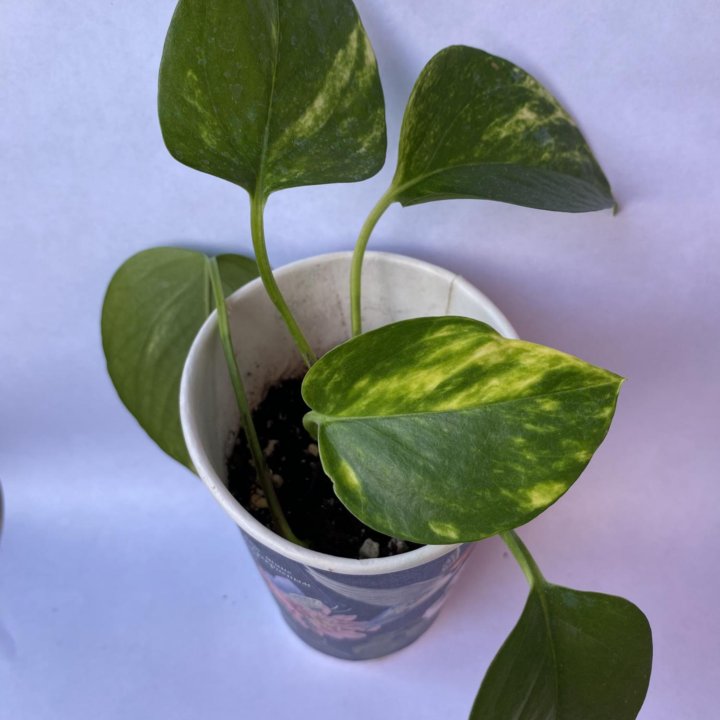 Сциндапсус/Scindapsus (Epipremnum) 'Aureum'