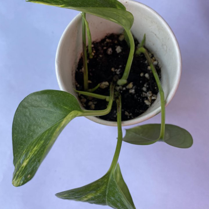 Сциндапсус/Scindapsus (Epipremnum) 'Aureum'