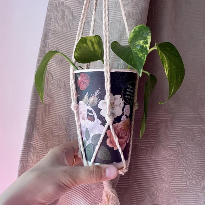 Сциндапсус/Scindapsus (Epipremnum) 'Aureum'