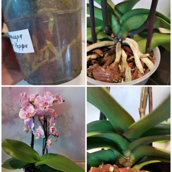 Орхидея Мультифлора