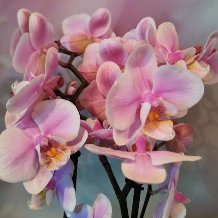 Орхидея Мультифлора