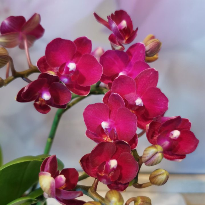 Орхидея Мультифлора