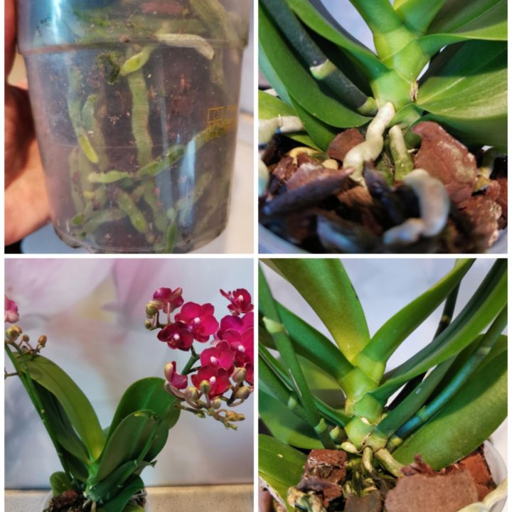 Орхидея Мультифлора