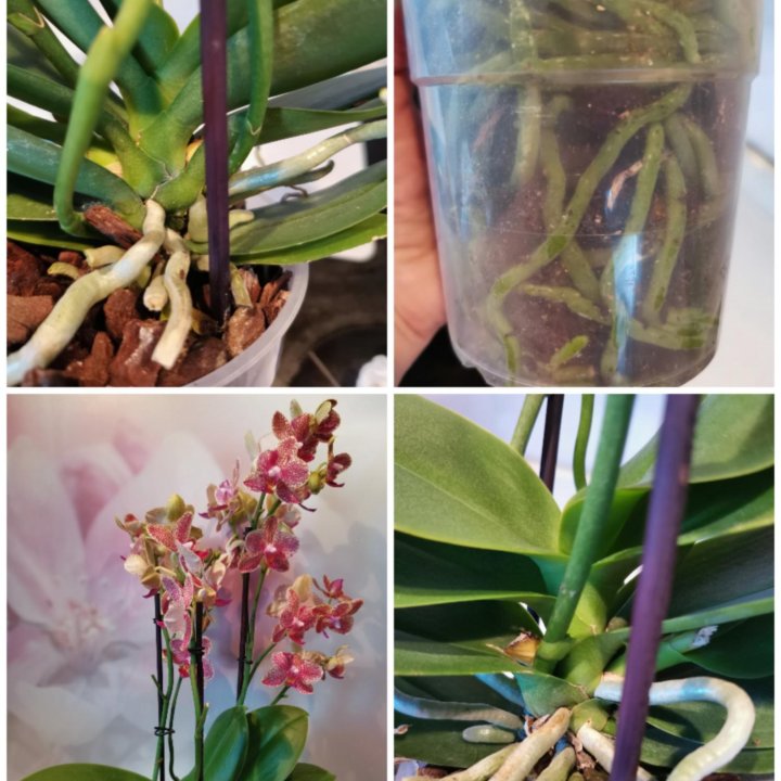 Орхидея Мультифлора