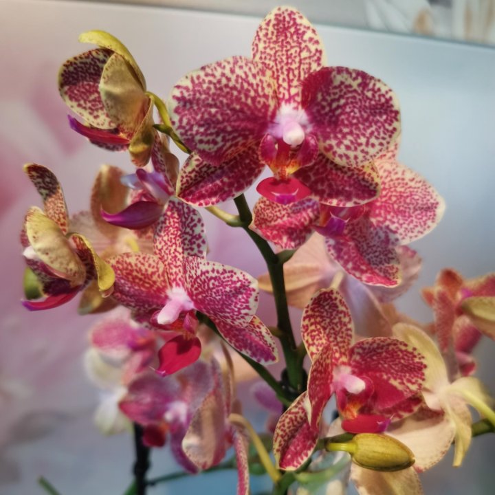 Орхидея Мультифлора