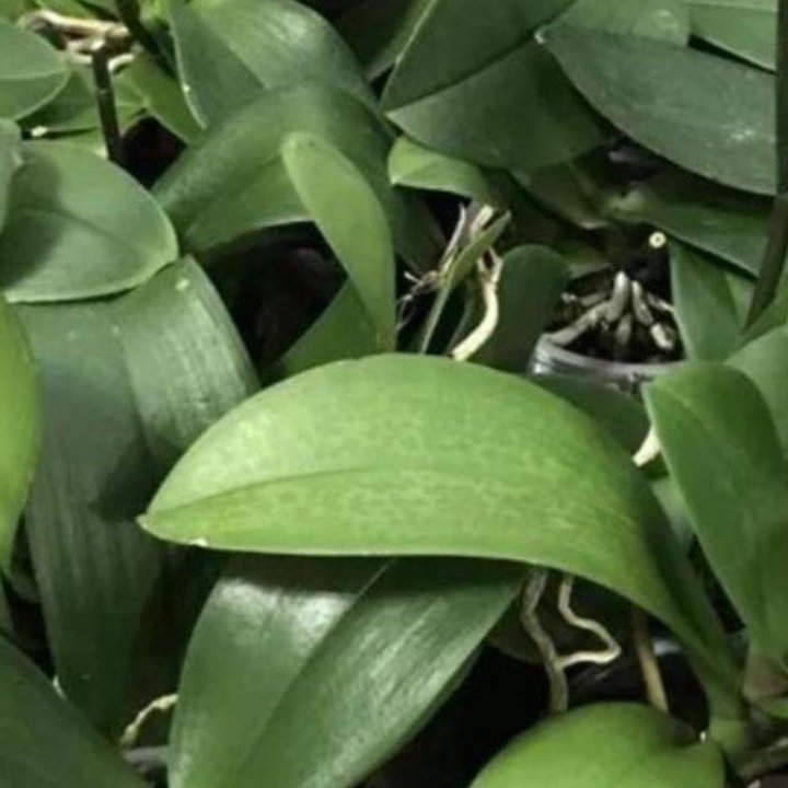 Орхидеи. Распродажа.