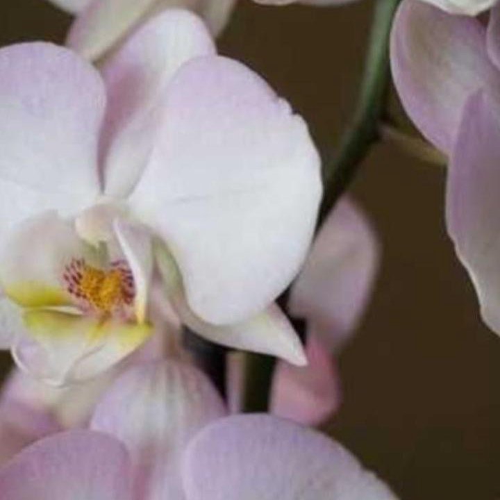 Орхидеи. Распродажа.