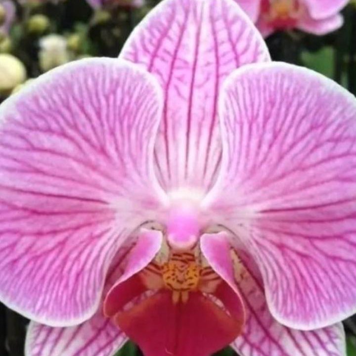 Орхидеи. Распродажа.