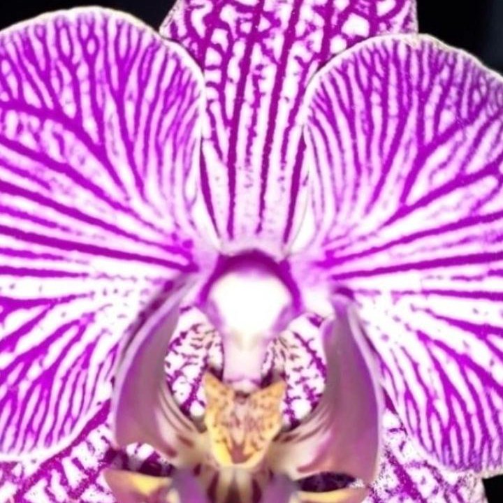 Орхидеи. Распродажа.