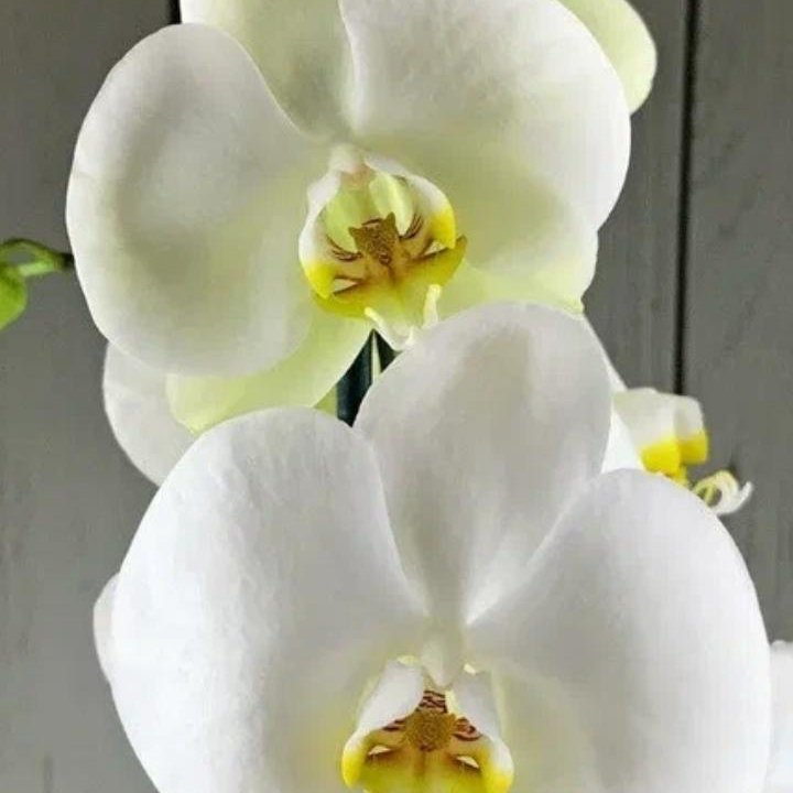 Орхидеи. Распродажа.