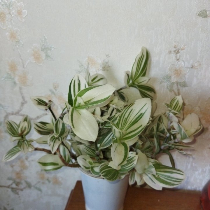 Традесканция