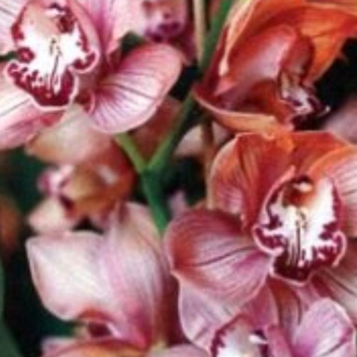 Орхидея Цимбидиум