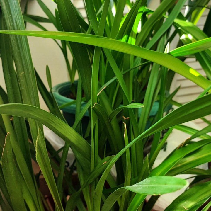 Орхидея Цимбидиум