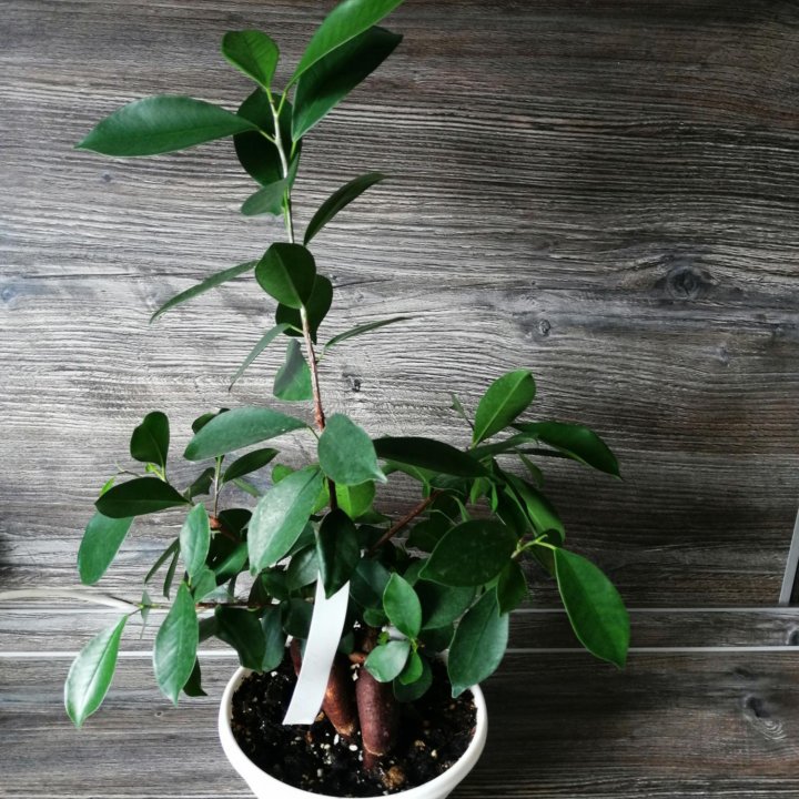 Фикус микрокарпа