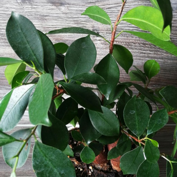 Фикус микрокарпа