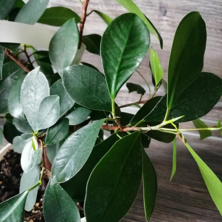 Фикус микрокарпа