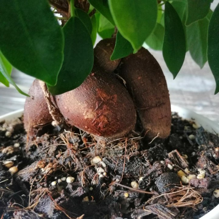 Фикус микрокарпа