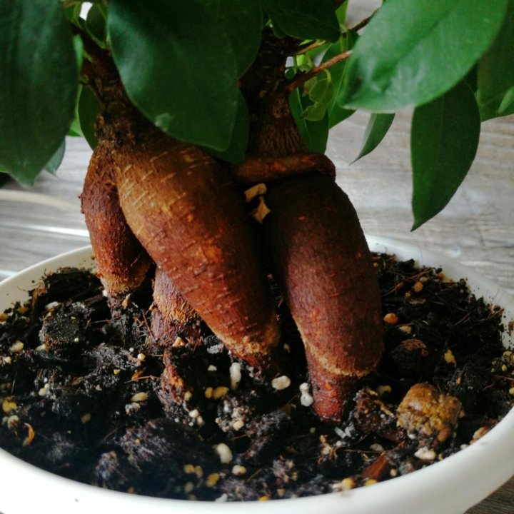 Фикус микрокарпа