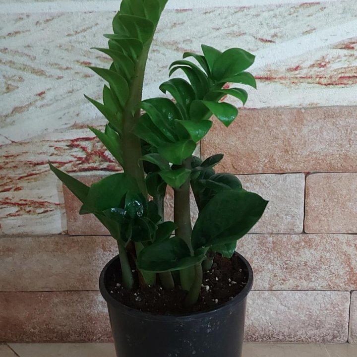 Замиокулькас Зензи.