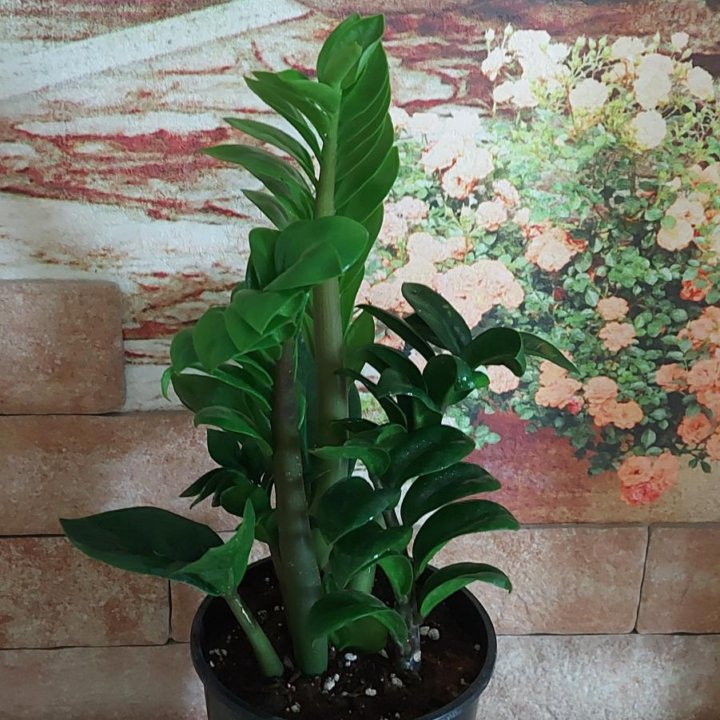 Замиокулькас Зензи.