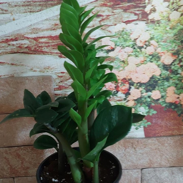 Замиокулькас Зензи.