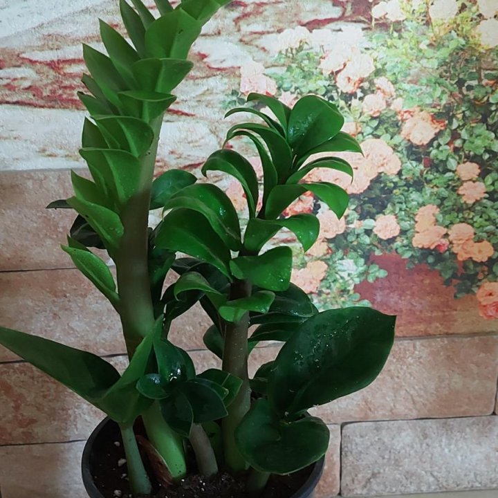 Замиокулькас Зензи.