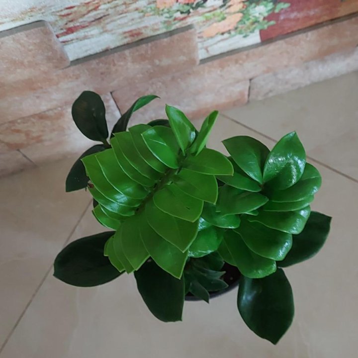 Замиокулькас Зензи.