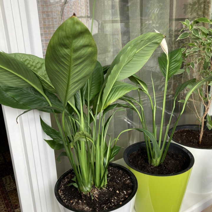 Спатифиллум