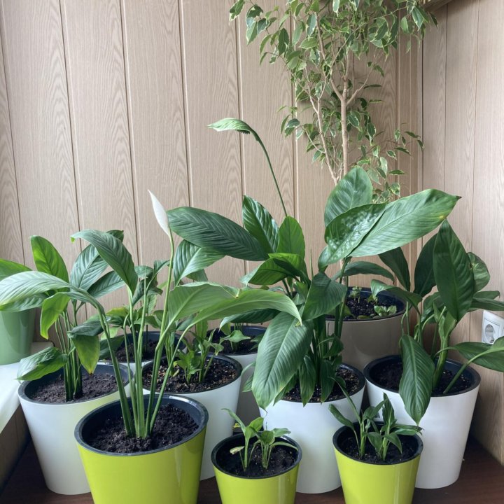 Спатифиллум