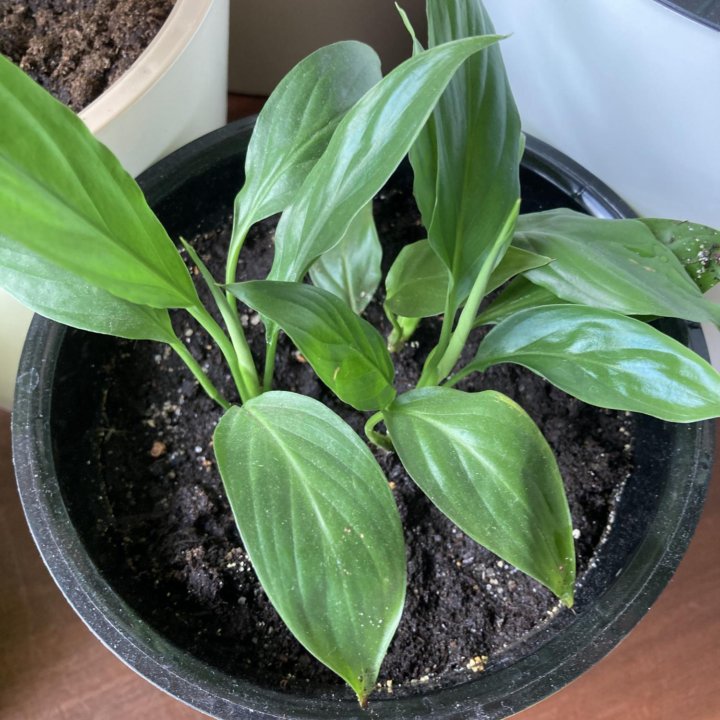 Спатифиллум