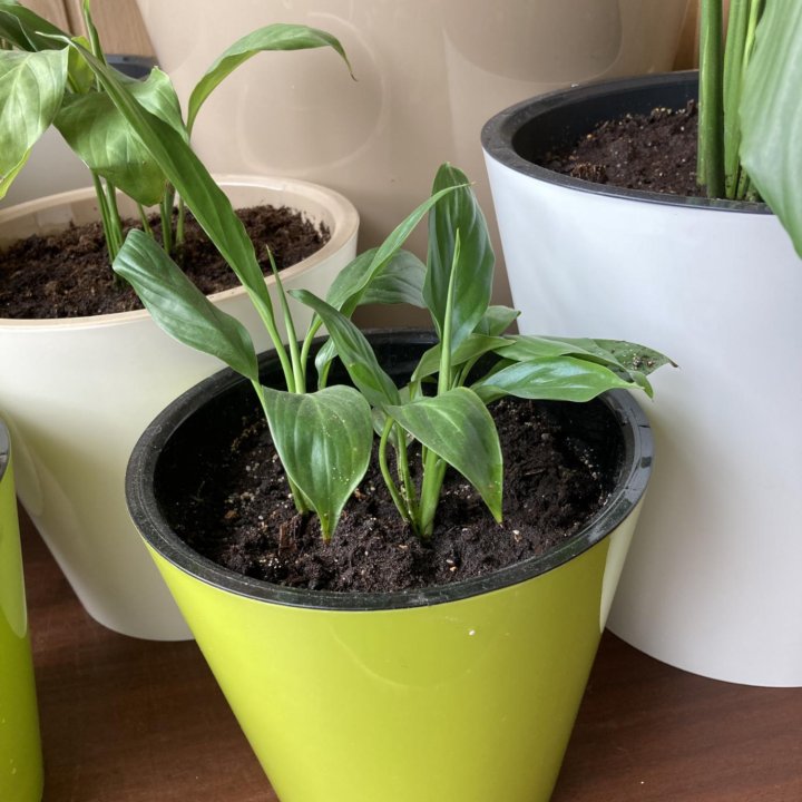 Спатифиллум