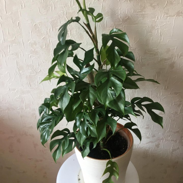 Рафидофора тетрасперма/ Монстера минима