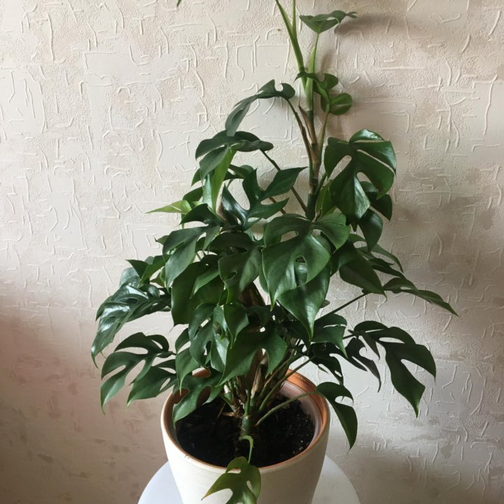 Рафидофора тетрасперма/ Монстера минима