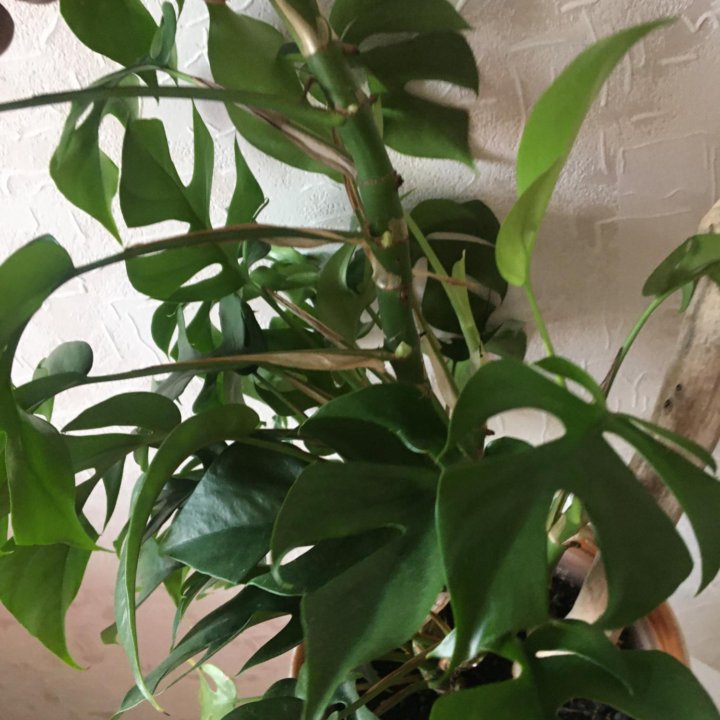 Рафидофора тетрасперма/ Монстера минима