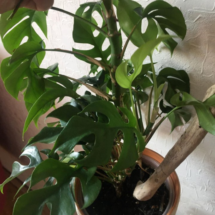 Рафидофора тетрасперма/ Монстера минима