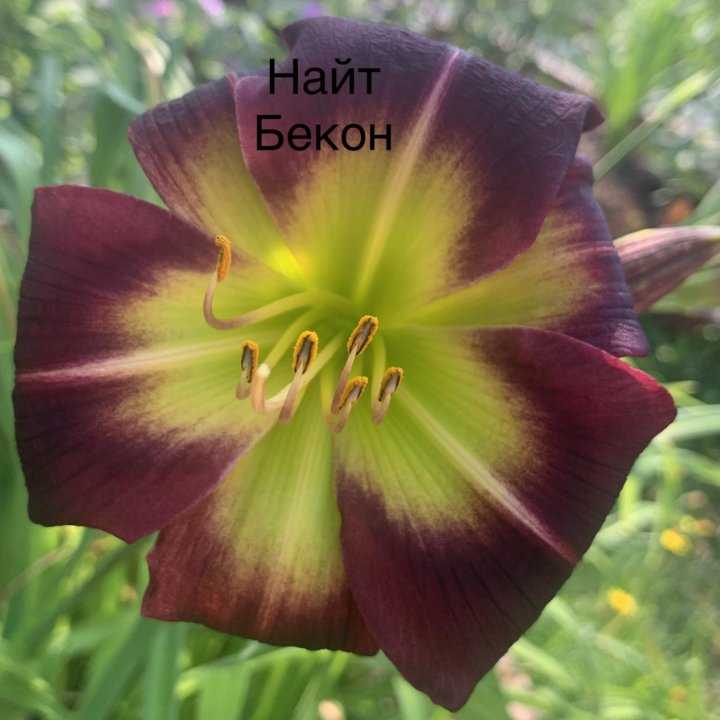 Лилейники сортовые