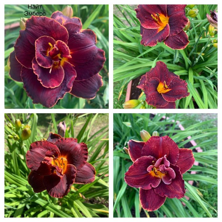 Лилейники сортовые