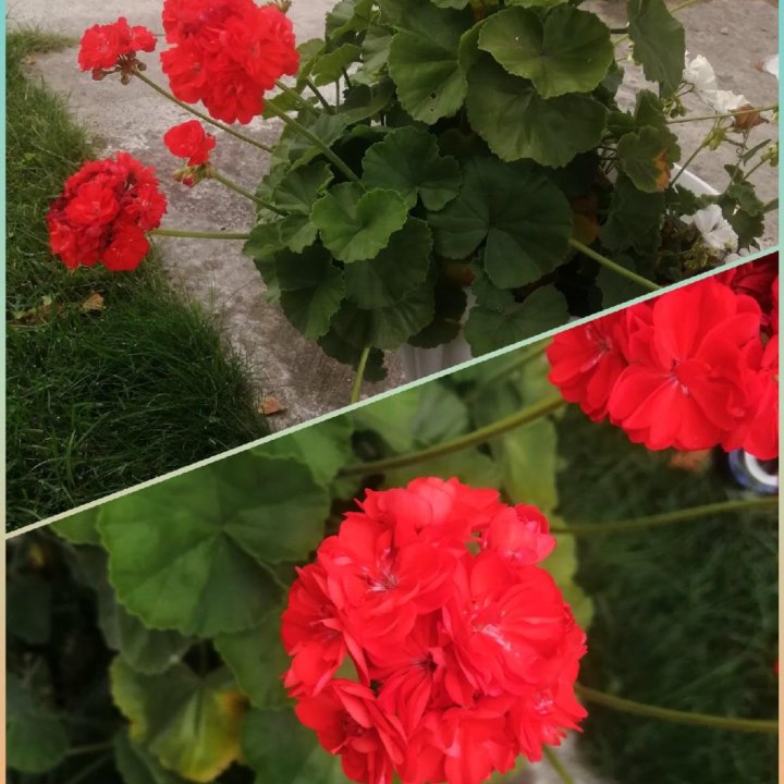 Любителям герани