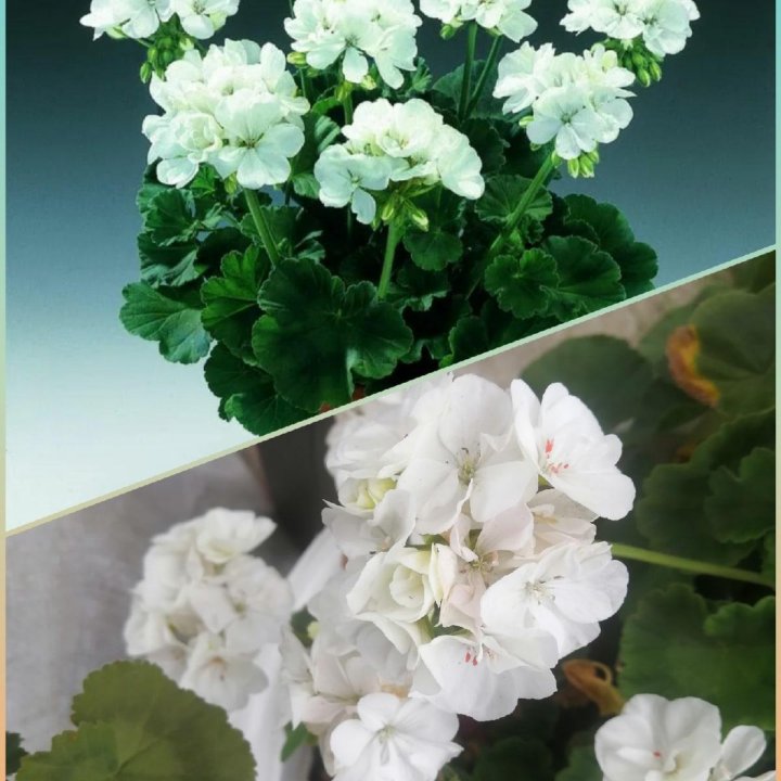 Любителям герани