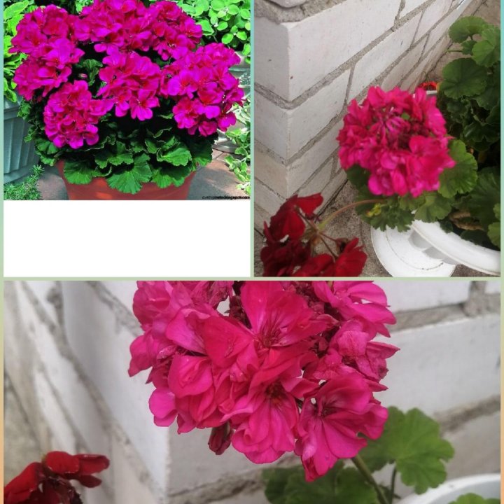 Любителям герани