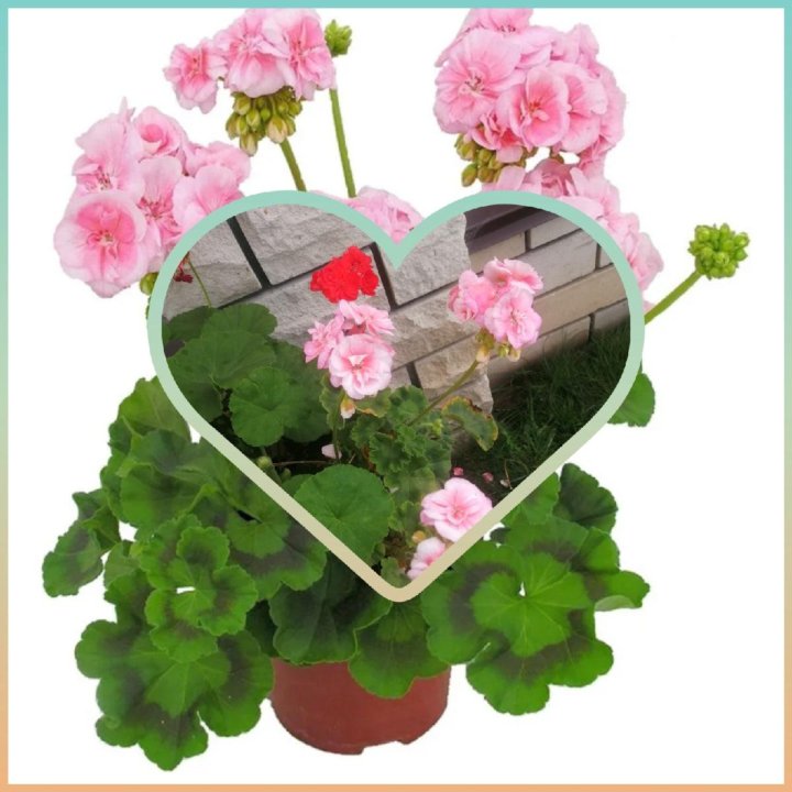 Любителям герани