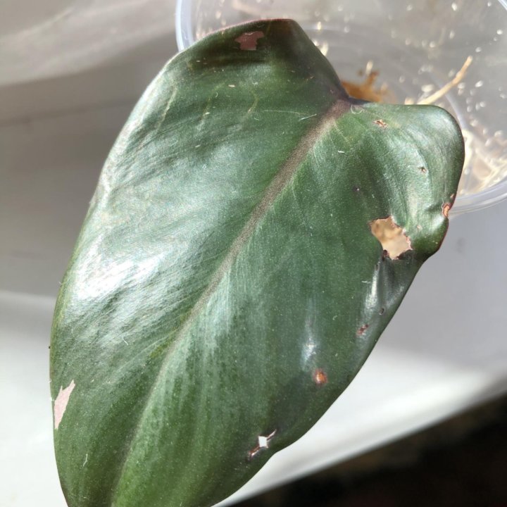 Филодендрон pink princess