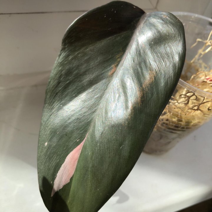 Филодендрон pink princess