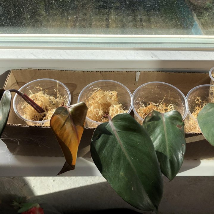 Филодендрон pink princess