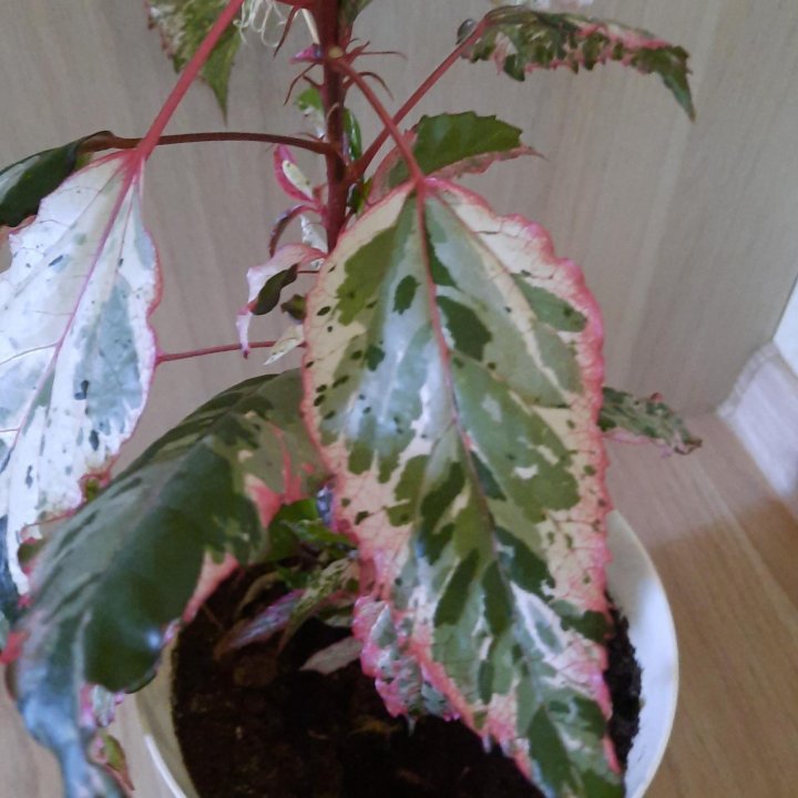 Гибискус Карнавал