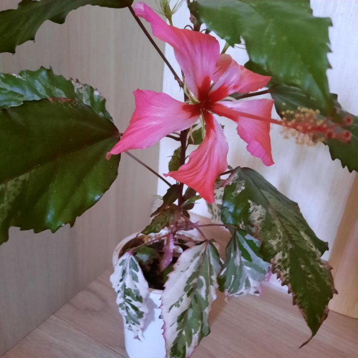 Гибискус Карнавал